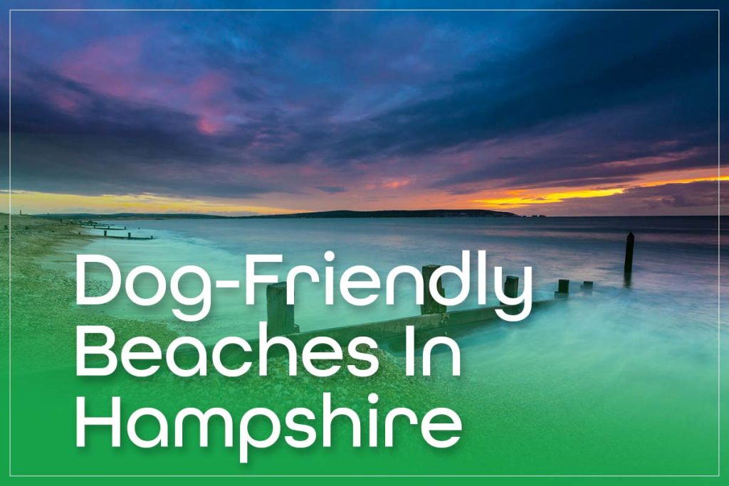 Dog-Friendly Beaches In Hampshire