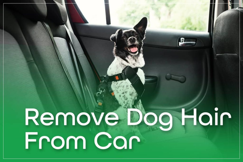 Remove Dog Hair From Car